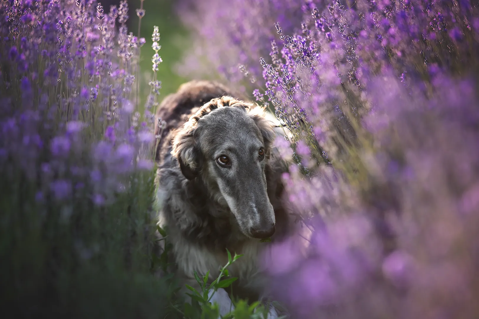 Columba Weiss Gelb oder Grau  gallery image