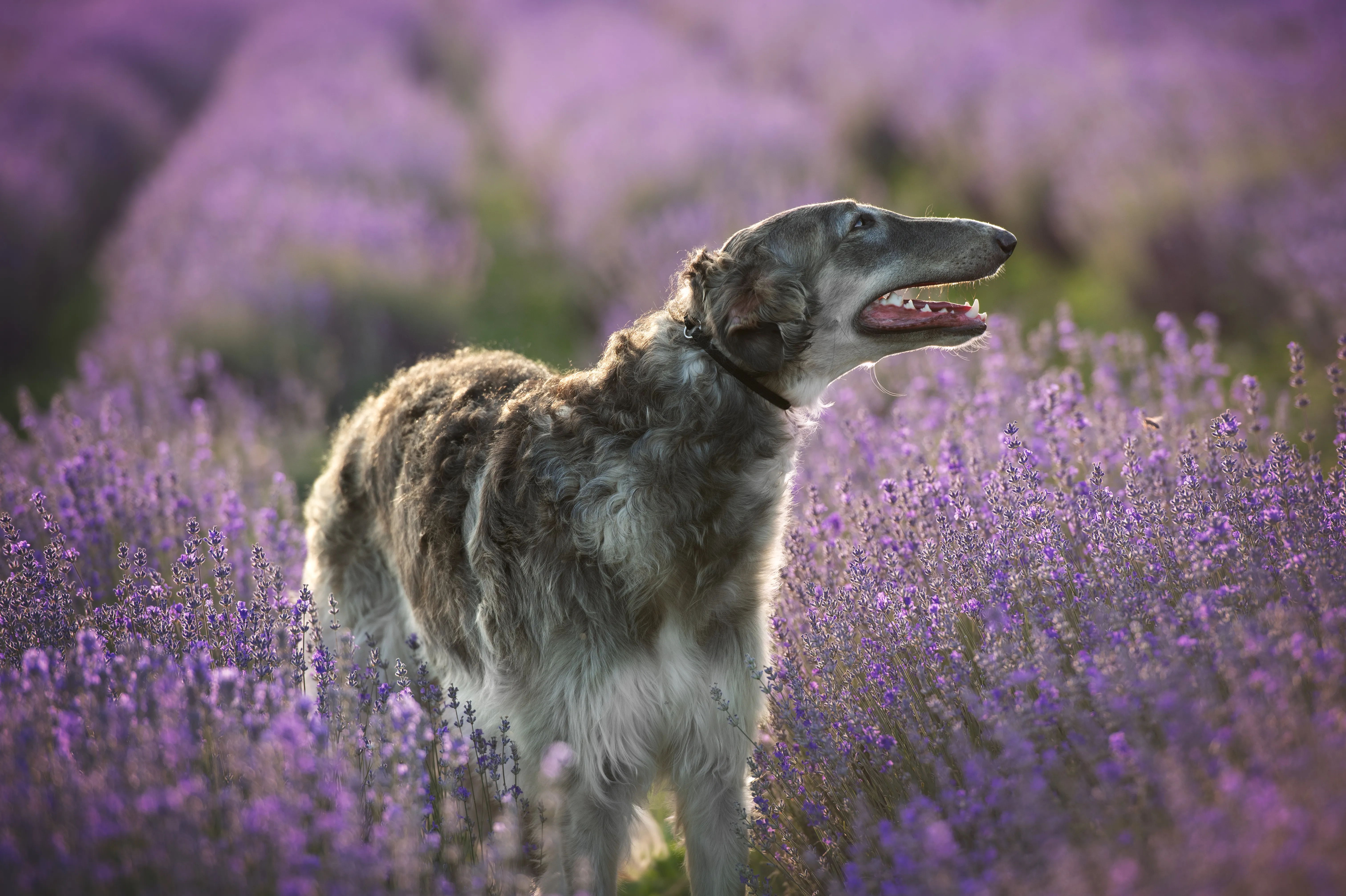 Columba Weiss Gelb oder Grau  gallery image