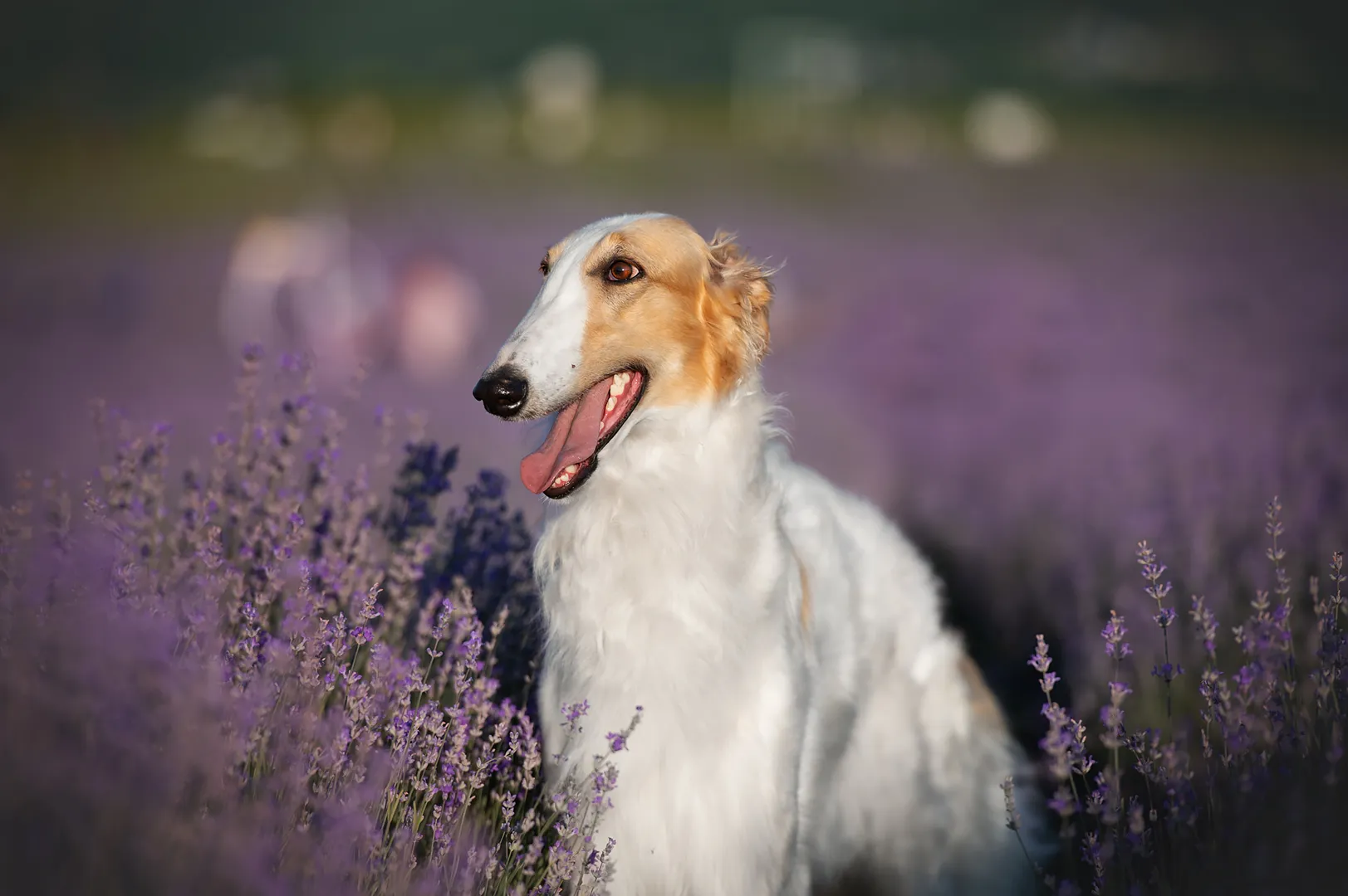 Gin Daisy Weiss Gelb oder Grau gallery image