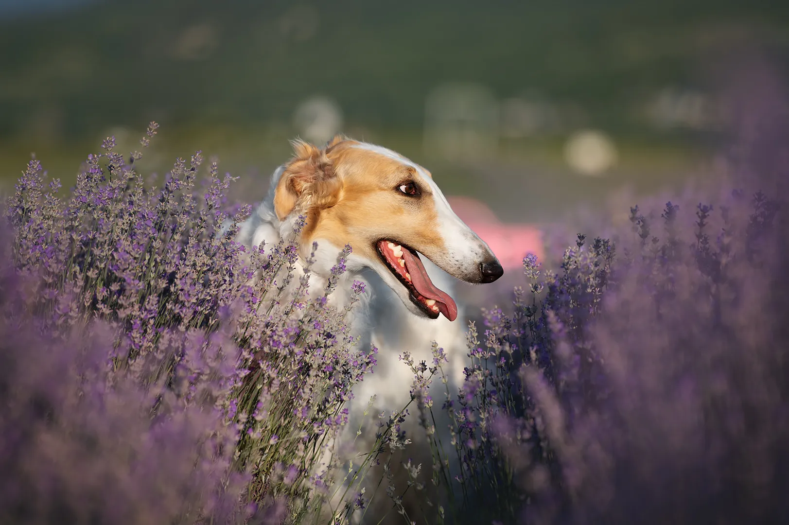 Gin Daisy Weiss Gelb oder Grau gallery image