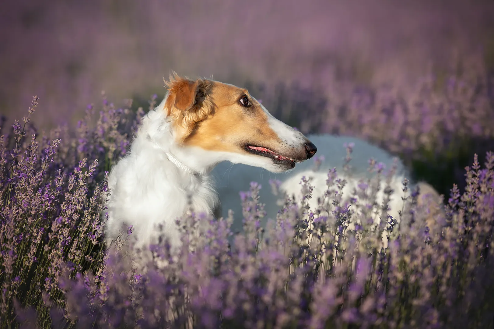 Gin Daisy Weiss Gelb oder Grau gallery image
