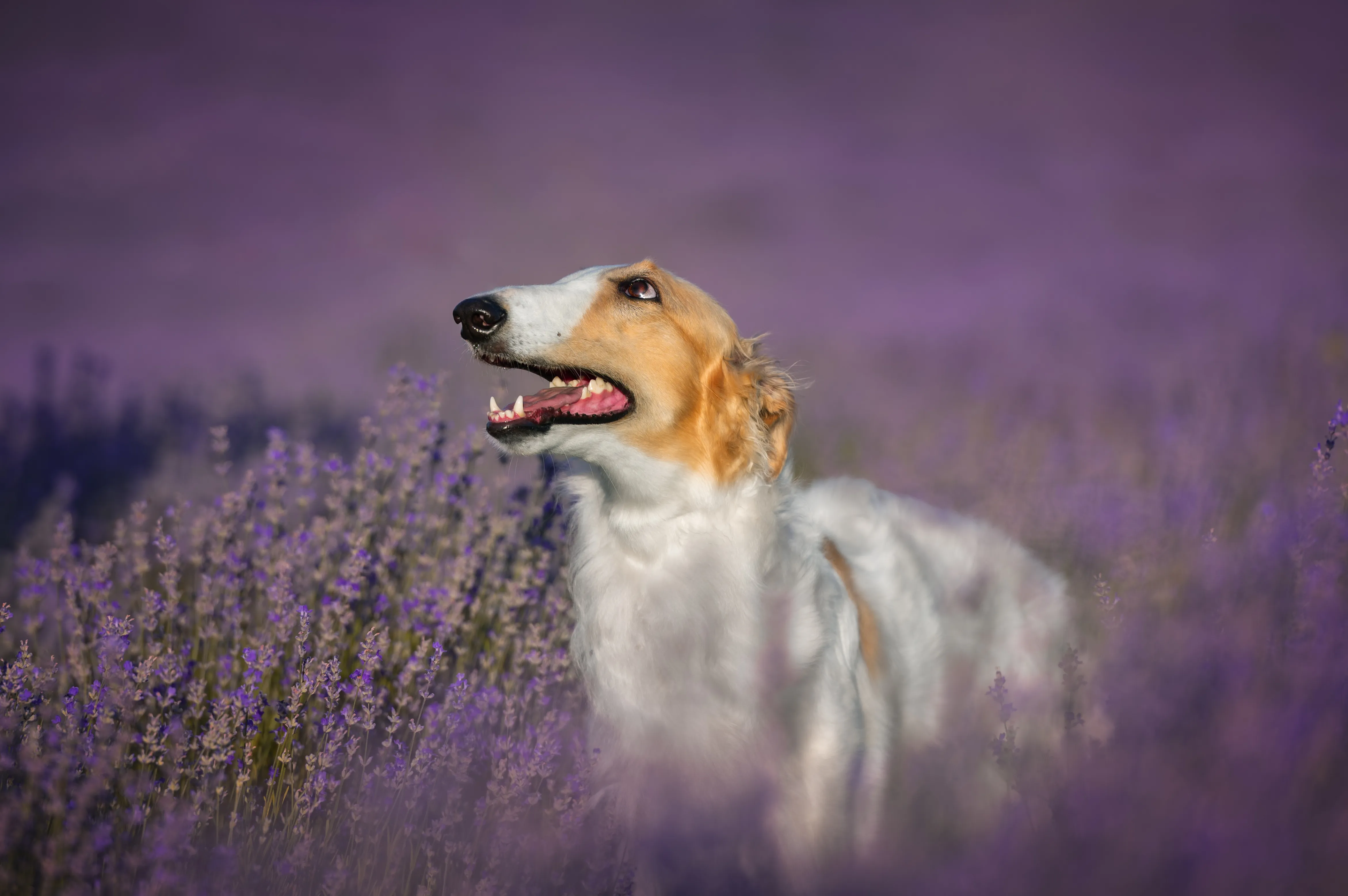 Gin Daisy Weiss Gelb oder Grau gallery image