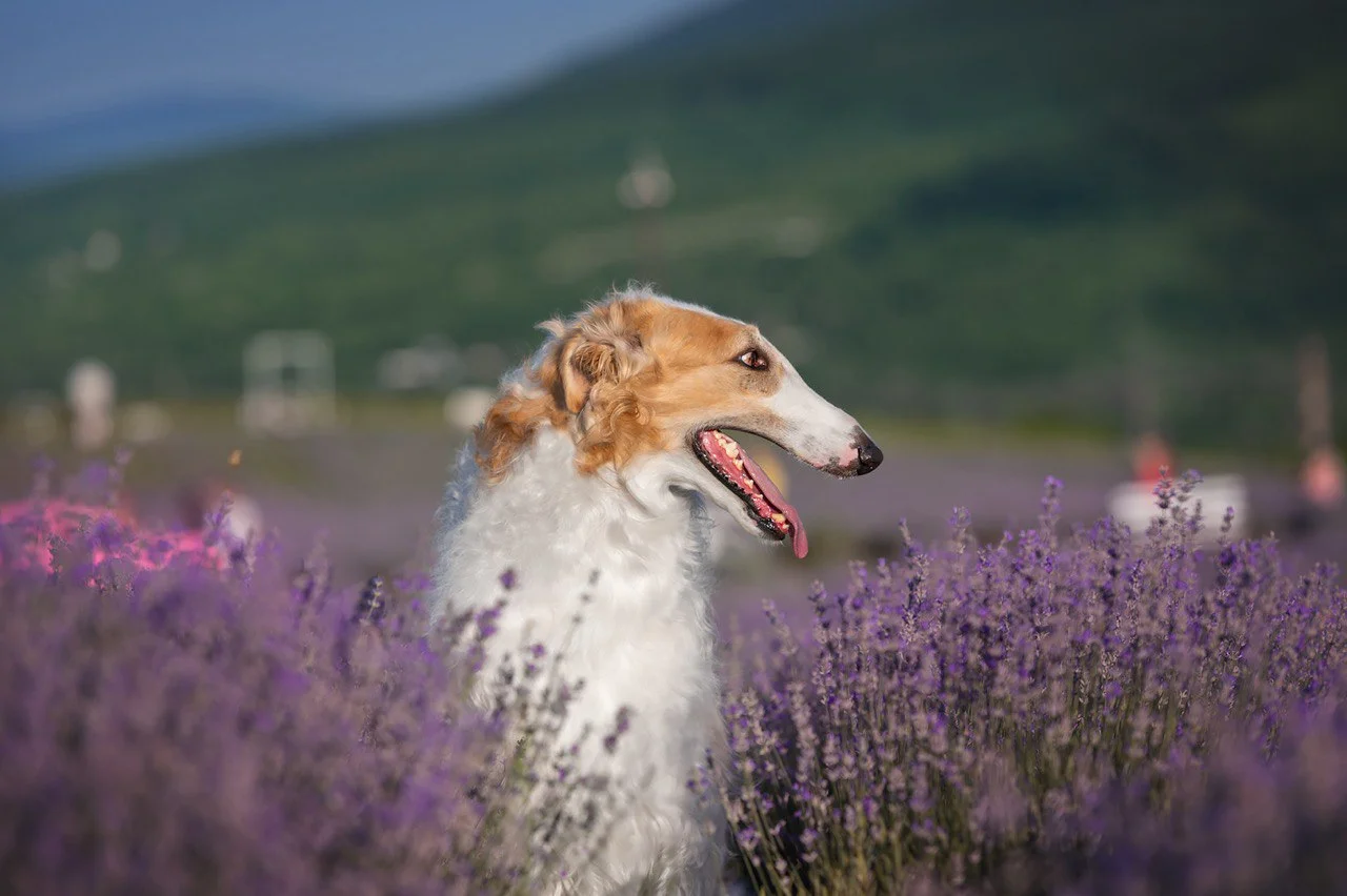 Borzoi dog