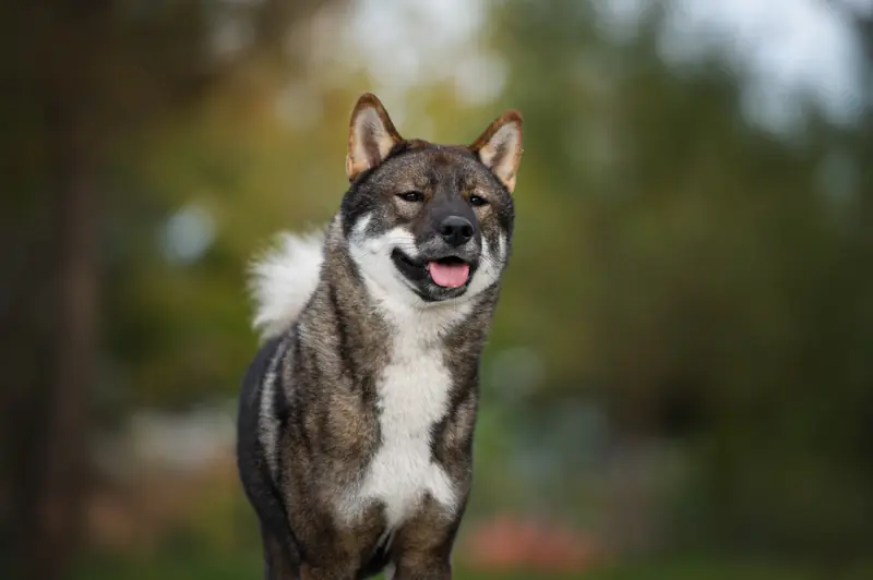 Shikoku Ken