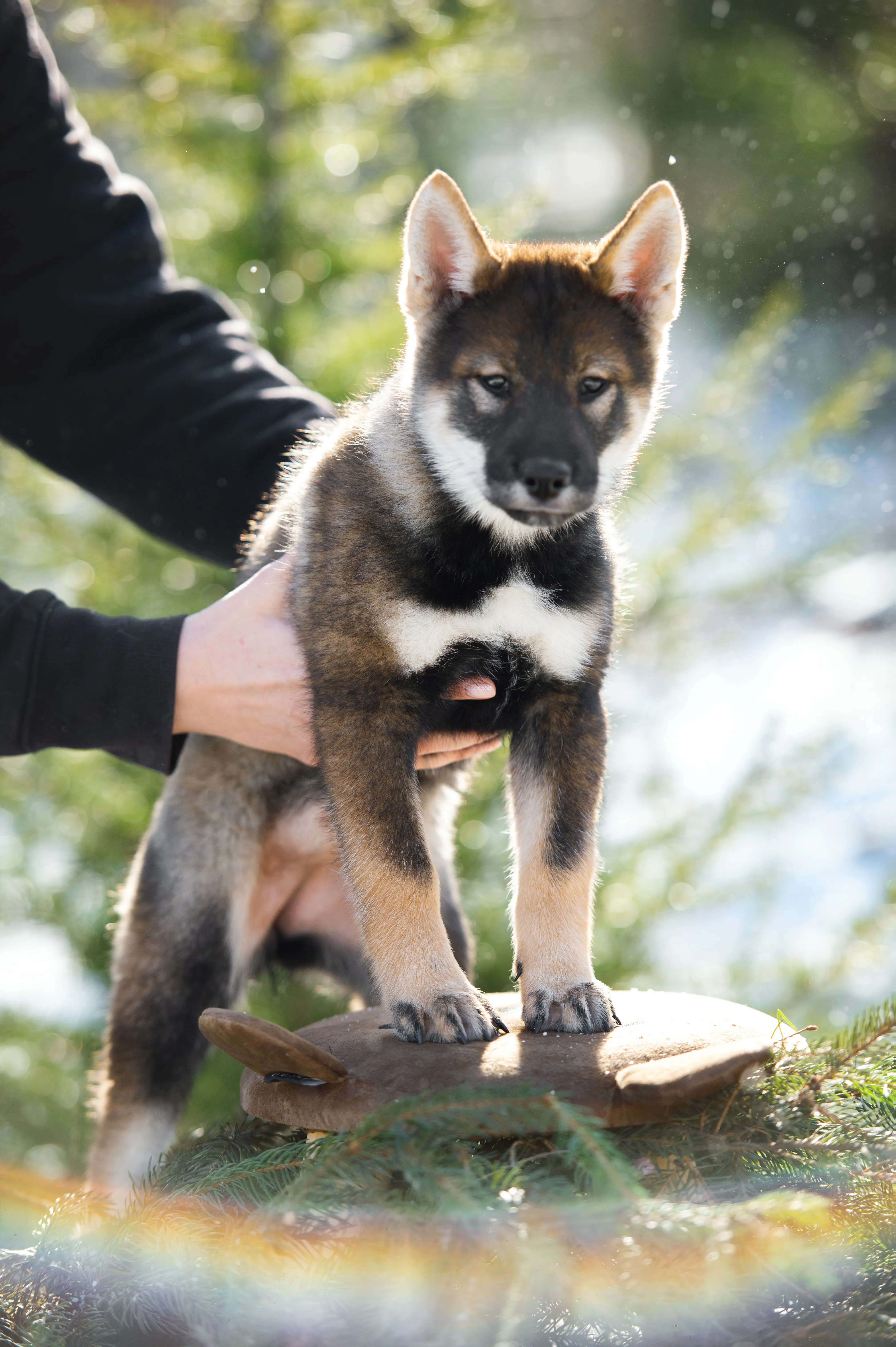 Nori