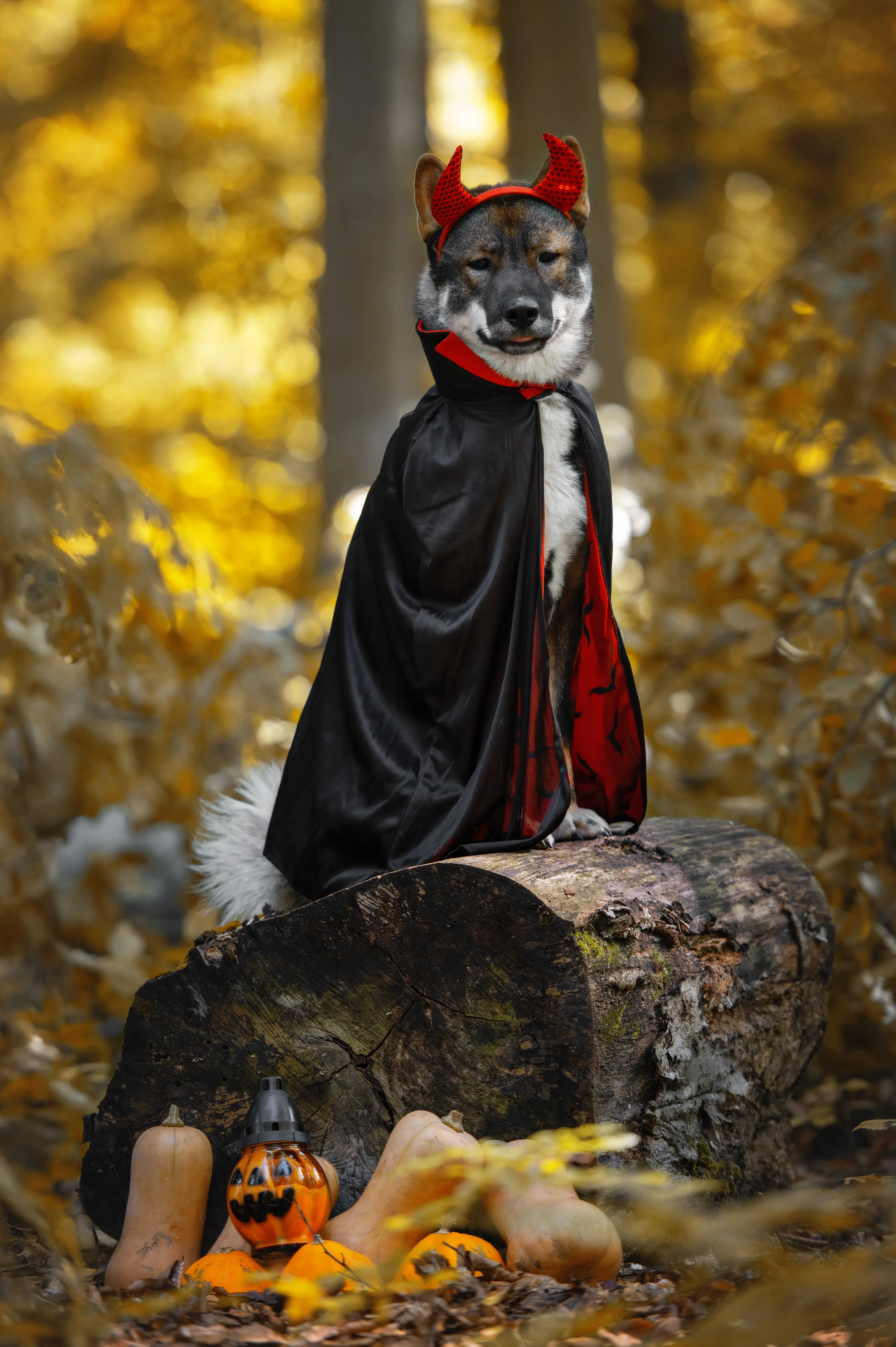 Do You Want To Weiss Gelb oder Grau gallery image