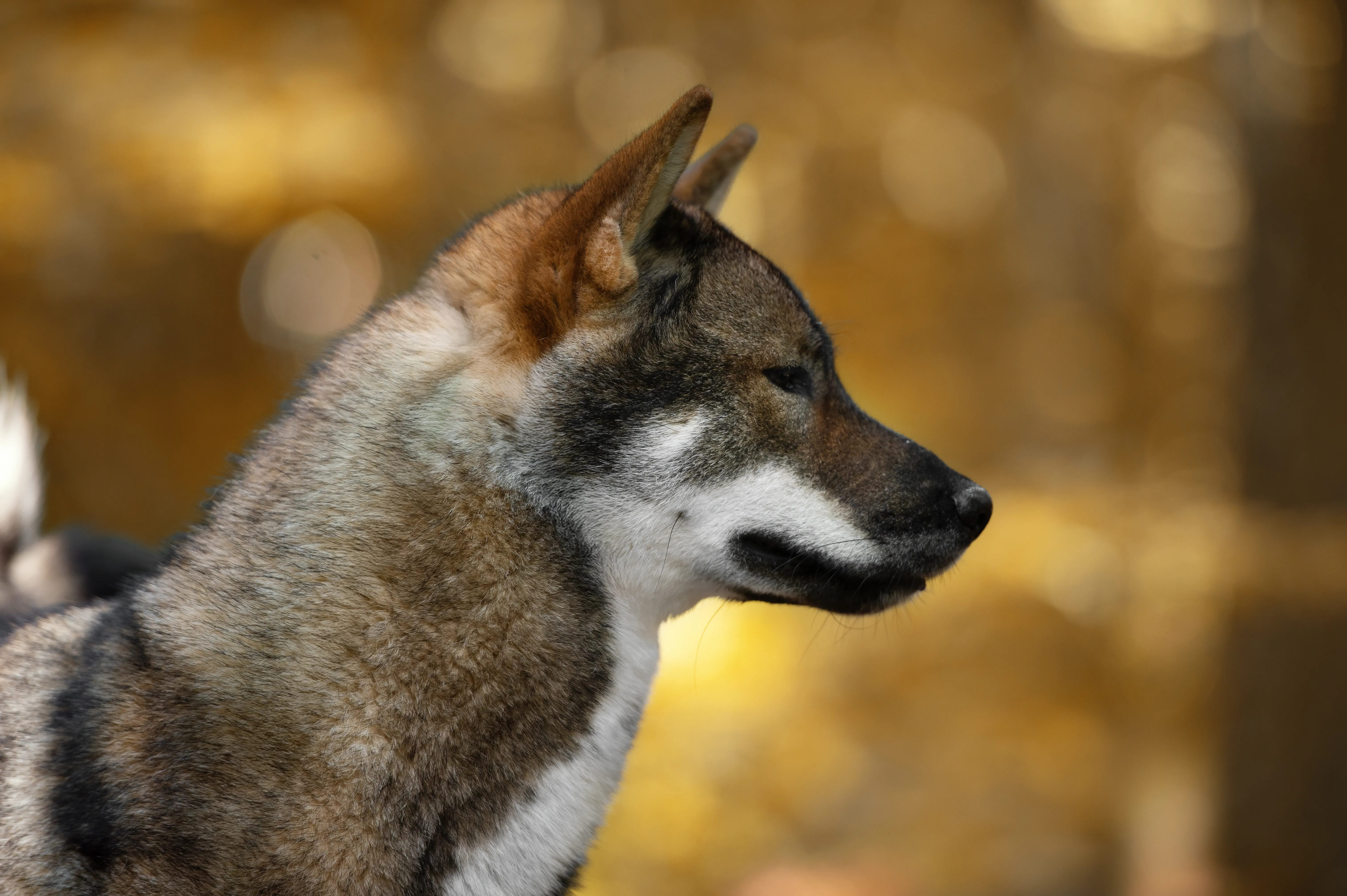 Do You Want To Weiss Gelb oder Grau gallery image